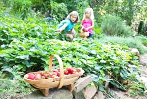 get kids growing strawberries